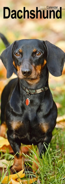 Cover image for 9781806482030 - Dachshunds S / AVONSI