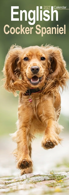 Cover image for 9781806482047 - English Cocker Spaniel Slim