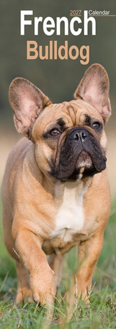 Cover image for 9781806482061 - French Bulldog Slim