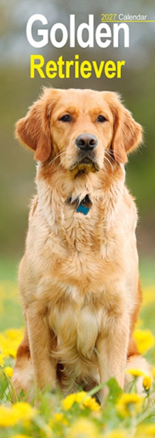 Cover image for 9781806482085 - Golden Retriever Slim