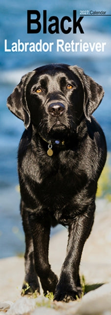 Cover image for 9781806482115 - Labrador Retriever Black Slim