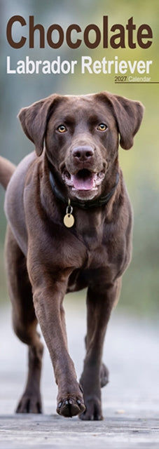 Cover image for 9781806482122 - Labrador Retriever Chocolate Slim