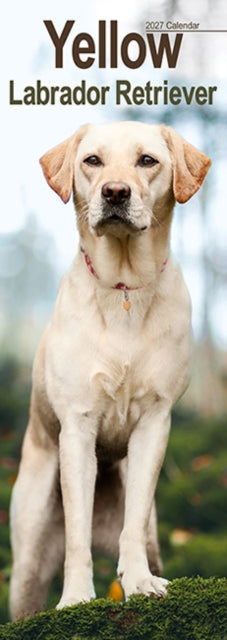 Cover image for 9781806482139 - Labrador Retriever Yellow Slim