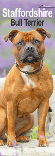 Cover image for 9781806482184 - Staffordshire Bull Terrier Slim