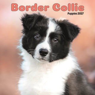 Cover image for 9781806482375 - Border Collie Puppies Mini