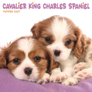 Cover image for 9781806482405 - Cavalier King Charles Spaniel Puppies Mini