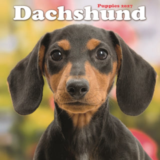 Cover image for 9781806482429 - Dachshund Puppies M
