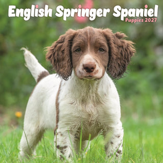 Cover image for 9781806482443 - English Springer Spaniel Puppies Mini