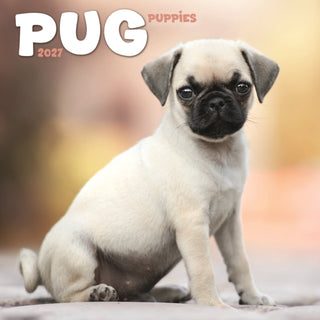 Cover image for 9781806482498 - Pug Puppies Mini
