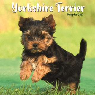 Cover image for 9781806482542 - Yorkshire Terrier Puppies Mini