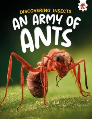 Supplemental image for 9781835694183 - Discovering Insects: An Army of Ants