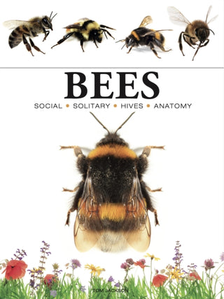 Cover image for 9781838863579 - Bees