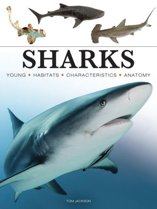 Cover image for 9781838864439 - Sharks & Underwater Predators