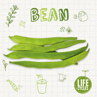 Cover image for 9781839271564 - Bean