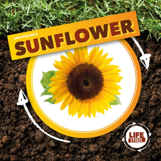 Cover image for 9781839274732 - Life Cycle of a Sunflower