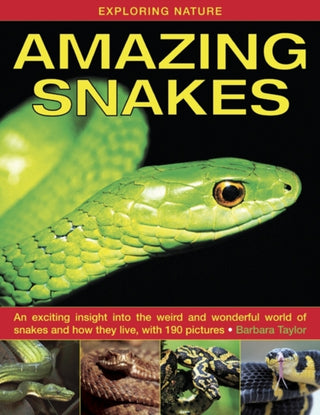 Supplemental image for 9781843227366 - Exploring Nature: Amazing Snakes