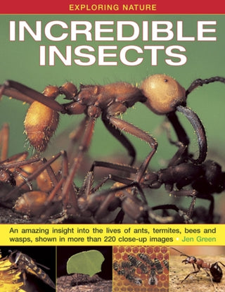 Cover image for 9781843229117 - Exploring Nature: Incredible Insects