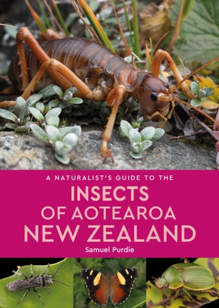 Cover image for 9781913679675 - A Naturalist’s Guide to the Insects of Aotearoa New Zealand