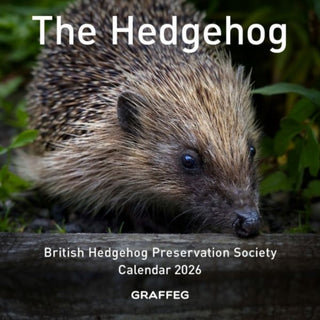 Cover image for 9781917467223 - The Hedgehog Calendar 2026