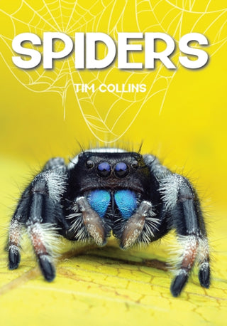 Cover image for 9781918816082 - Spiders