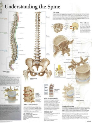 Cover image for 9781930633766 - Understanding the Spine Paper Poster