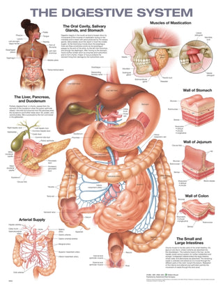 Supplemental image for 9781975243265 - The Digestive System Anatomical Chart
