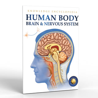 Cover image for 9789389931259 - Human Body - Brain And Nervous System: Knowledge Encyclopedia For Children