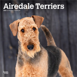 Cover image for 9798330702015 - Airedale Terriers 2026 Square Flap Calendar