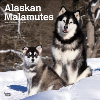Cover image for 9798330702053 - Alaskan Malamutes 2026 Square Flap Calendar