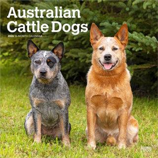 Cover image for 9798330702190 - Australian Cattle Dogs 2026 Square Flap Calendar