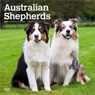 Cover image for 9798330702220 - Australian Shepherds 2026 Square Flap Calendar