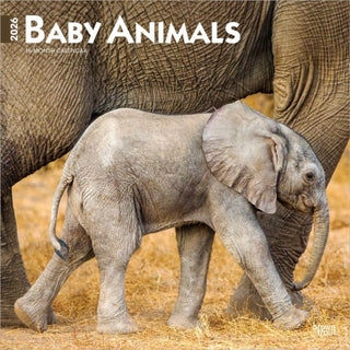 Cover image for 9798330702244 - Baby Animals 2026 Square Flap Calendar
