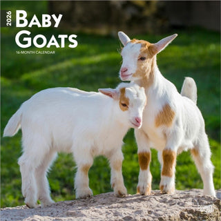 Cover image for 9798330702268 - Baby Goats 2026 Square Flap Calendar