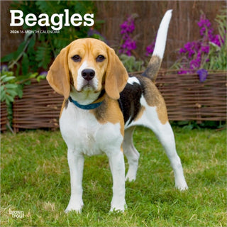 Cover image for 9798330702381 - Beagles 2026 Square Flap Calendar