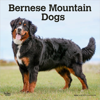 Cover image for 9798330702398 - Bernese Mountain Dogs 2026 Square Flap Calendar