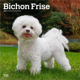 Cover image for 9798330702411 - Bichon Frise 2026 Square Flap Calendar