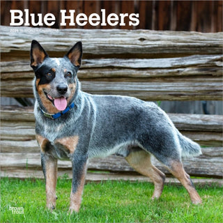 Cover image for 9798330702527 - Blue Heelers 2026 Square Flap Calendar