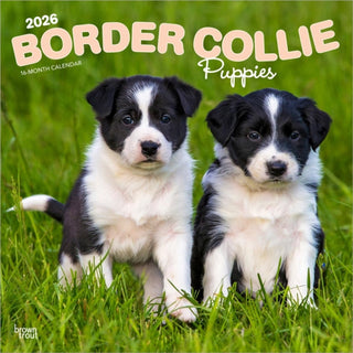 Cover image for 9798330702541 - Border Collie Puppies 2026 Square Flap Calendar