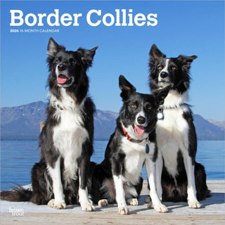 Cover image for 9798330702565 - Border Collies 2026 Square Flap Calendar