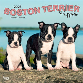 Cover image for 9798330702596 - Boston Terrier Puppies 2026 Square Flap Calendar