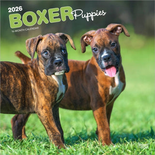 Cover image for 9798330702626 - Boxer Puppies 2026 Square Flap Calendar
