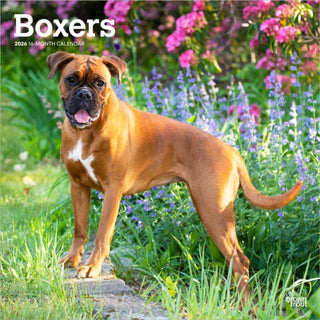 Cover image for 9798330702633 - Boxers International Edition 2026 Square Flap Calendar