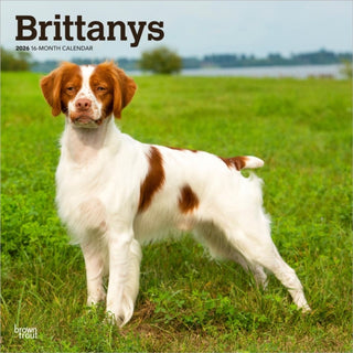 Supplemental image for 9798330702640 - Brittanys 2026 Square Flap Calendar