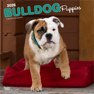 Cover image for 9798330702664 - Bulldog Puppies 2026 Square Flap Calendar