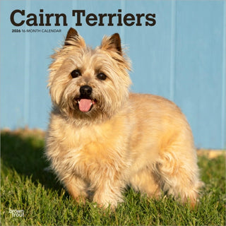 Cover image for 9798330702701 - Cairn Terriers 2026 Square Flap Calendar