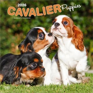 Cover image for 9798330702817 - Cavalier King Charles Spaniel Puppies 2026 Square Flap Calendar