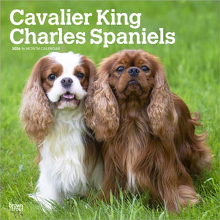 Cover image for 9798330702824 - Cavalier King Charles Spaniels 2026 Square Flap Calendar