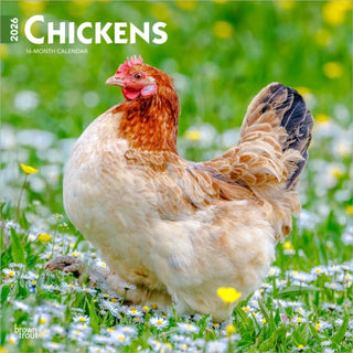 Cover image for 9798330702909 - Chickens 2026 Square Flap Calendar