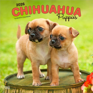 Cover image for 9798330702923 - Chihuahua Puppies 2026 Square Flap Calendar