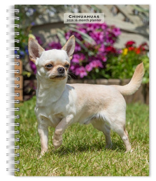 Cover image for 9798330702930 - Chihuahuas 2026 Engagement Diary